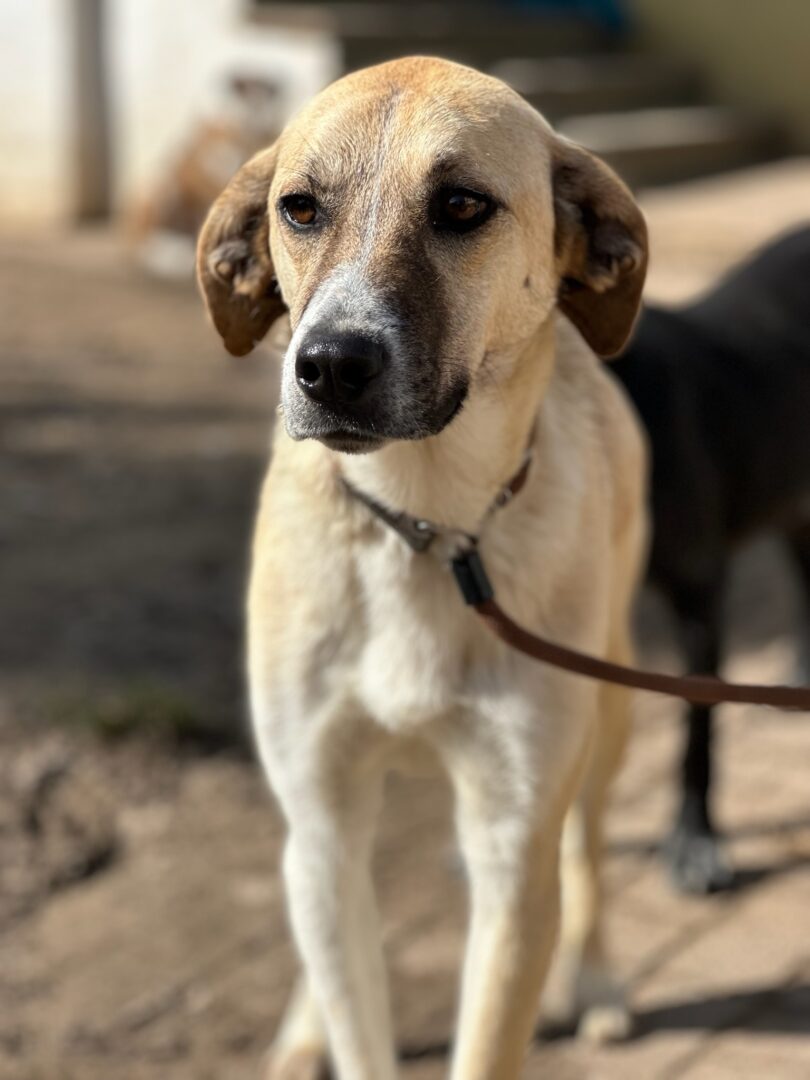 Kaneloni Zorro Dogsavior Apr25 2