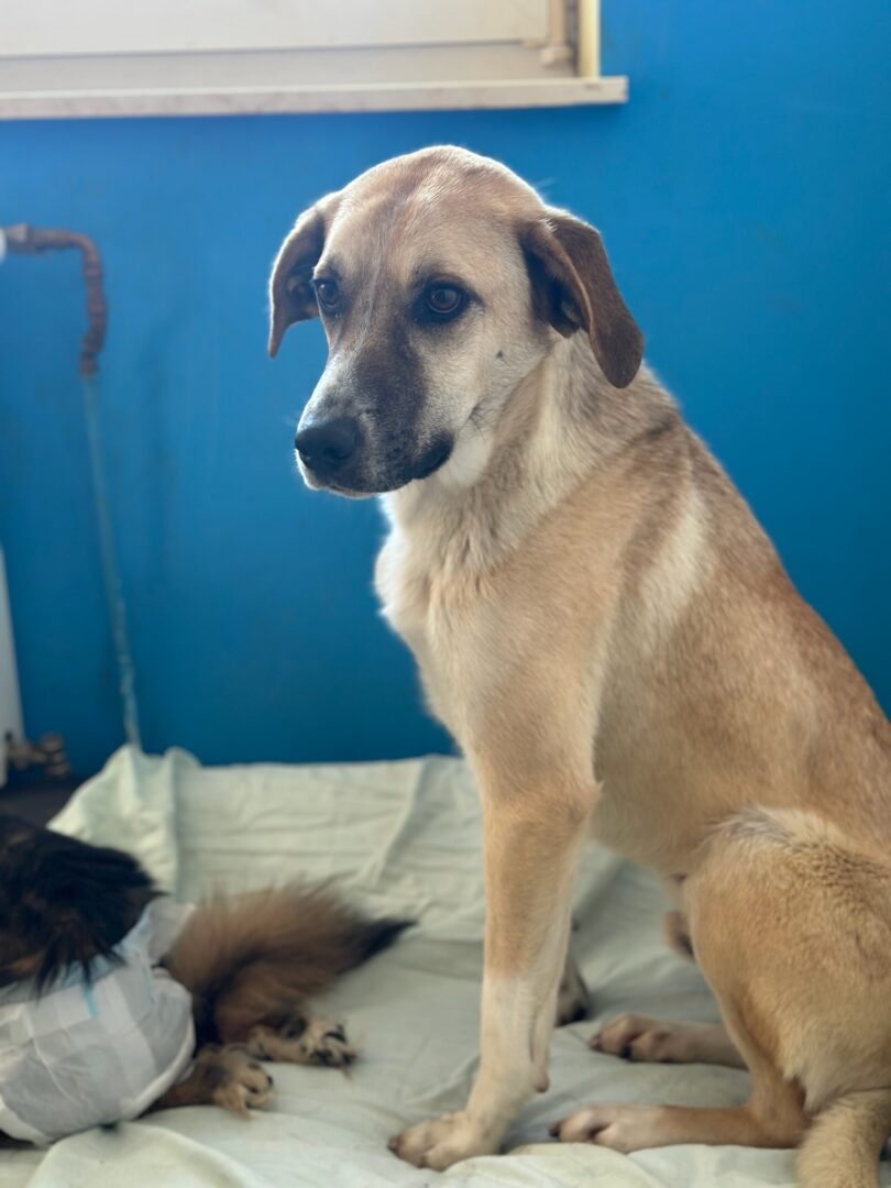 Kaneloni Zorro Dogsavior Apr25 4