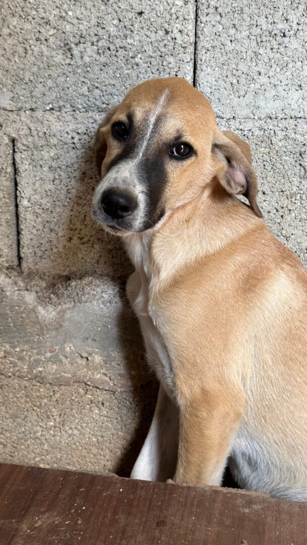 Kaneloni Zorro Dogsavior Apr25 6