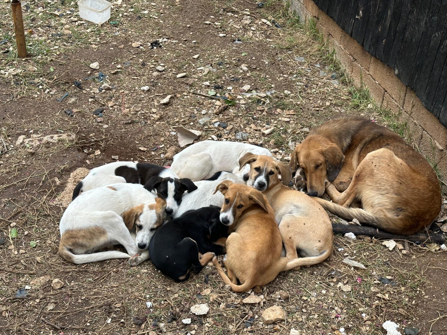 Kaneloni Zorro Dogsavior Apr25 7