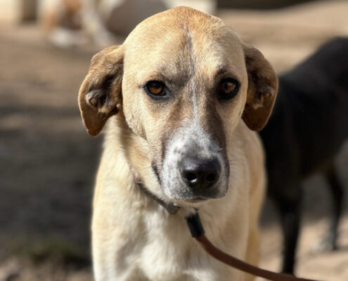 Kaneloni Zorro Dogsavior Apr25 Beitragsbild