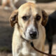 Kaneloni Zorro Dogsavior Apr25 Beitragsbild