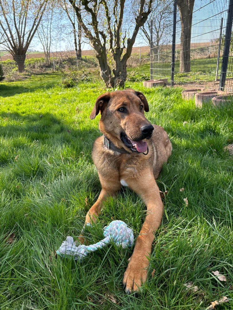 Legend Zorro Dogsavior Apr25 7