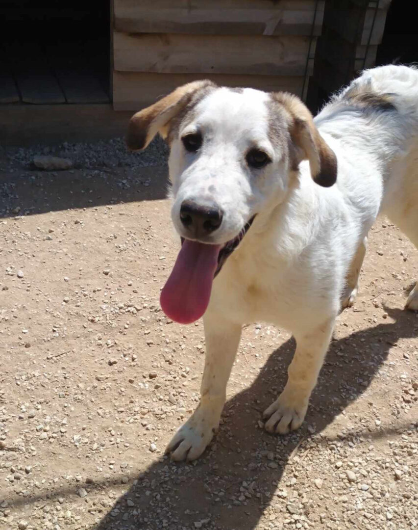 Leopold Zorro Dogsavior Jun25 1
