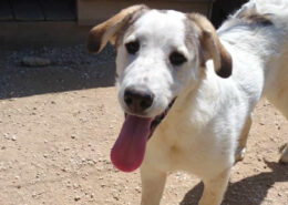 Leopold Zorro Dogsavior Jun25 Beitragsbild