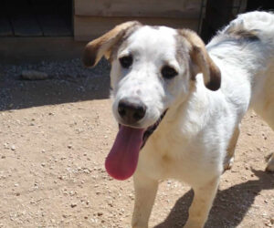 Leopold Zorro Dogsavior Jun25 Beitragsbild