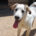 Leopold Zorro Dogsavior Jun25 Beitragsbild