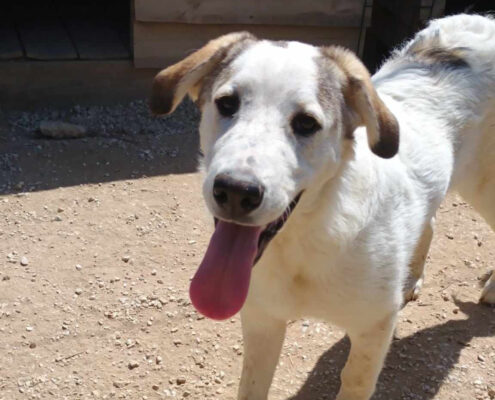 Leopold Zorro Dogsavior Jun25 Beitragsbild