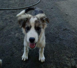 Mavi Zorro Dogsavior Apr25 2