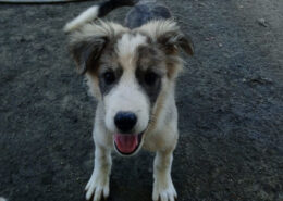 Mavi Zorro Dogsavior Apr25 Beitragsbild