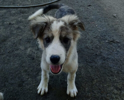 Mavi Zorro Dogsavior Apr25 Beitragsbild