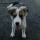 Mavi Zorro Dogsavior Apr25 Beitragsbild