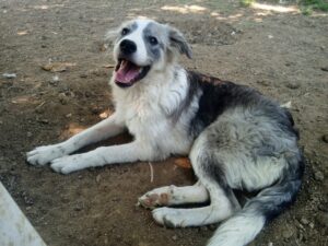 Hund liegt auf erdigem Boden im Freien.
