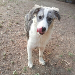 Ein Hund leckt seine Schnauze im Freien.
