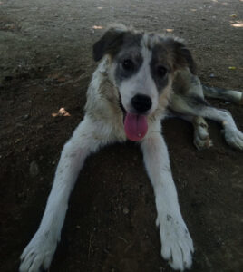 Hund liegt auf Erde mit ausgestreckter Zunge.