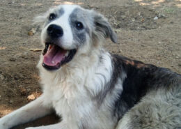 Mavi Zorro Dogsavior Jun25 Beitragsbild
