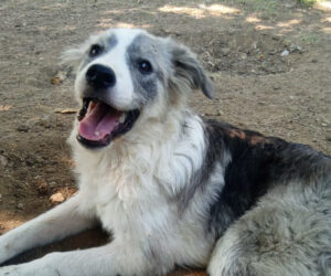 Hund liegt lächelnd auf erdigem Boden im Freien.