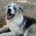Mavi Zorro Dogsavior Jun25 Beitragsbild
