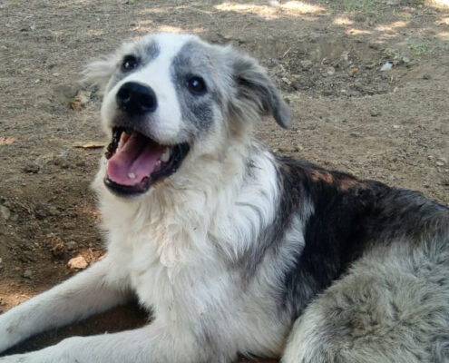 Mavi Zorro Dogsavior Jun25 Beitragsbild