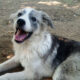 Mavi Zorro Dogsavior Jun25 Beitragsbild