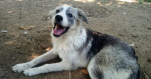 Hund liegt auf Erde, schaut mit offenem Mund zur Seite.