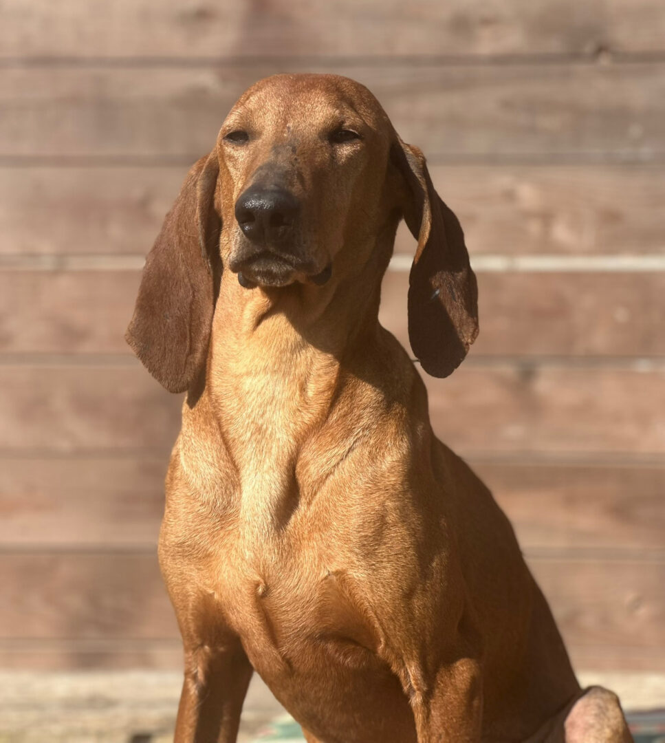 Rudolf Zorro Dogsavior Apr25 1
