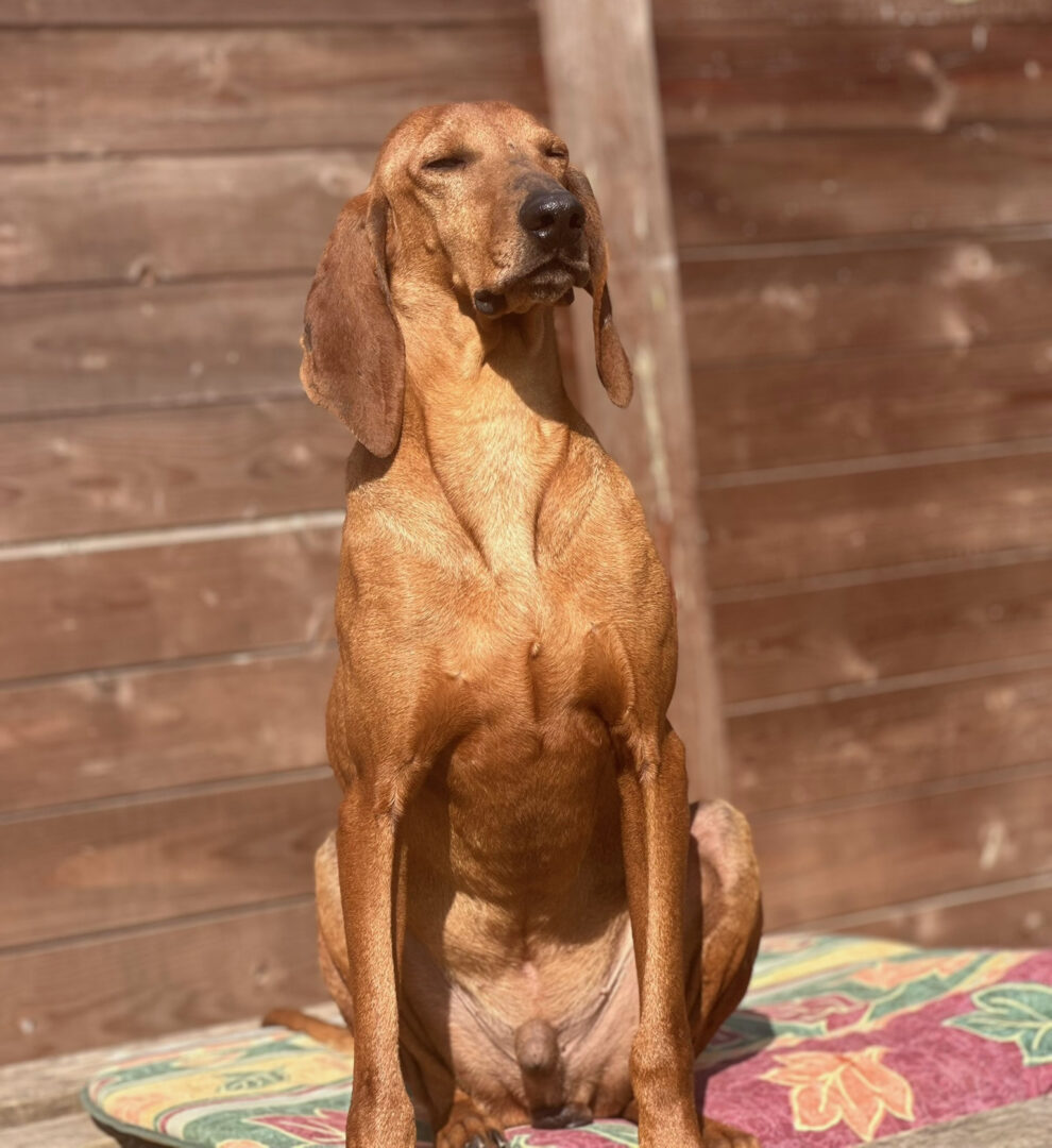 Rudolf Zorro Dogsavior Apr25 2