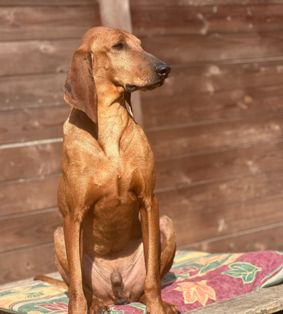 Rudolf Zorro Dogsavior Apr25 3