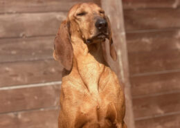 Rudolf Zorro Dogsavior Apr25 Beitragsbild