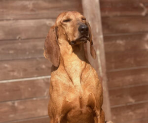 Rudolf Zorro Dogsavior Apr25 Beitragsbild