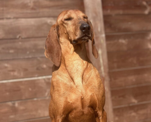 Rudolf Zorro Dogsavior Apr25 Beitragsbild