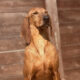 Rudolf Zorro Dogsavior Apr25 Beitragsbild