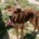 Skadi Zorro Dogsavior Jun25 Beitragsbild