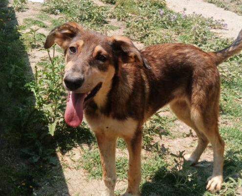 Skadi Zorro Dogsavior Jun25 Beitragsbild