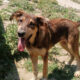 Skadi Zorro Dogsavior Jun25 Beitragsbild