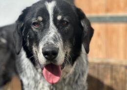 Talak Zorro Dogsavior Apr25 Beitragsbild