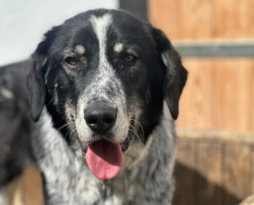 Talak Zorro Dogsavior Apr25 Beitragsbild