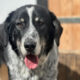 Talak Zorro Dogsavior Apr25 Beitragsbild