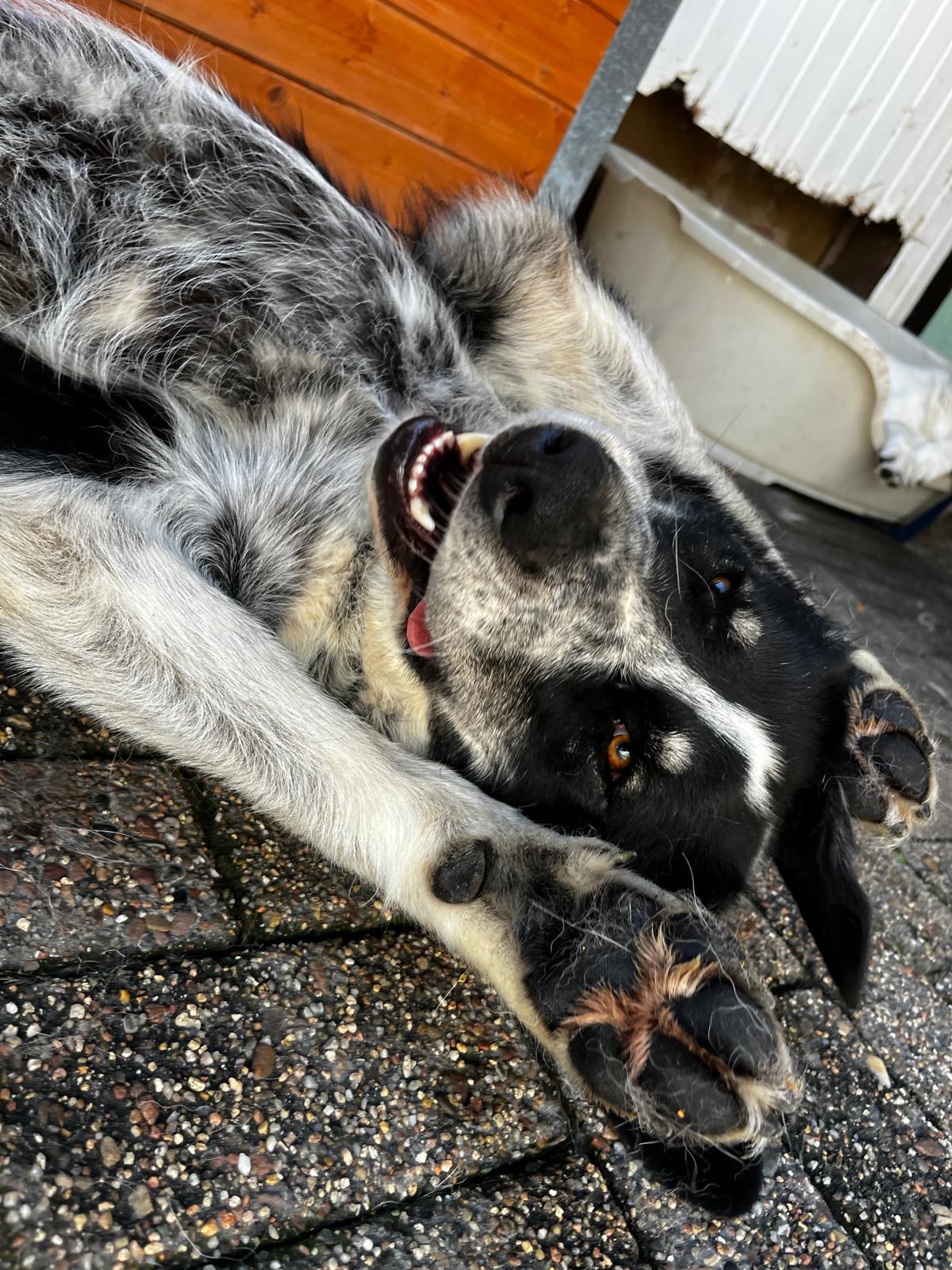 Talak Zorro Dogsavior Dez25 1