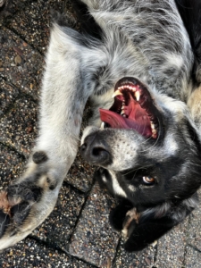 Talak Zorro Dogsavior Dez25 2