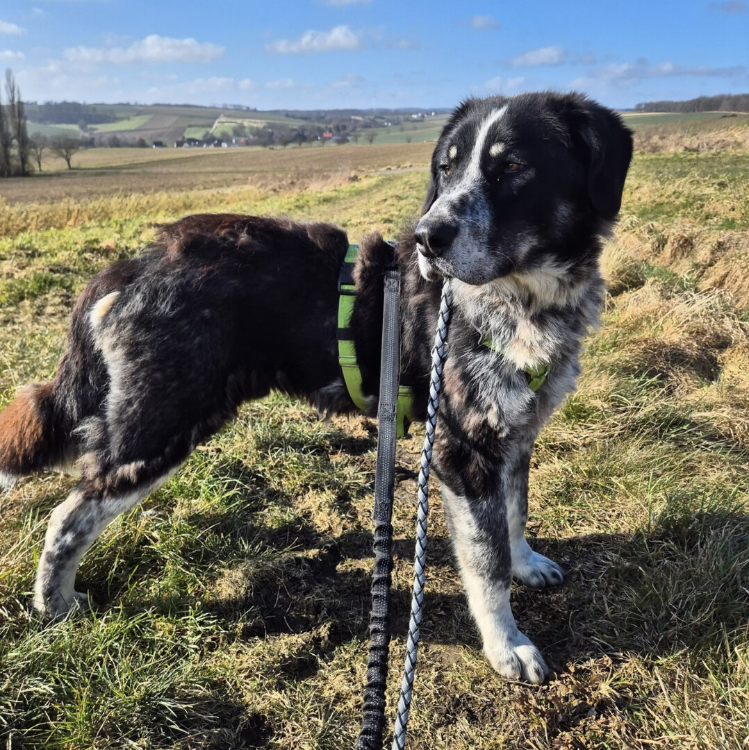Talak Zorro Dogsavior Feb25 4