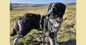 Talak Zorro Dogsavior Feb25 Social Media