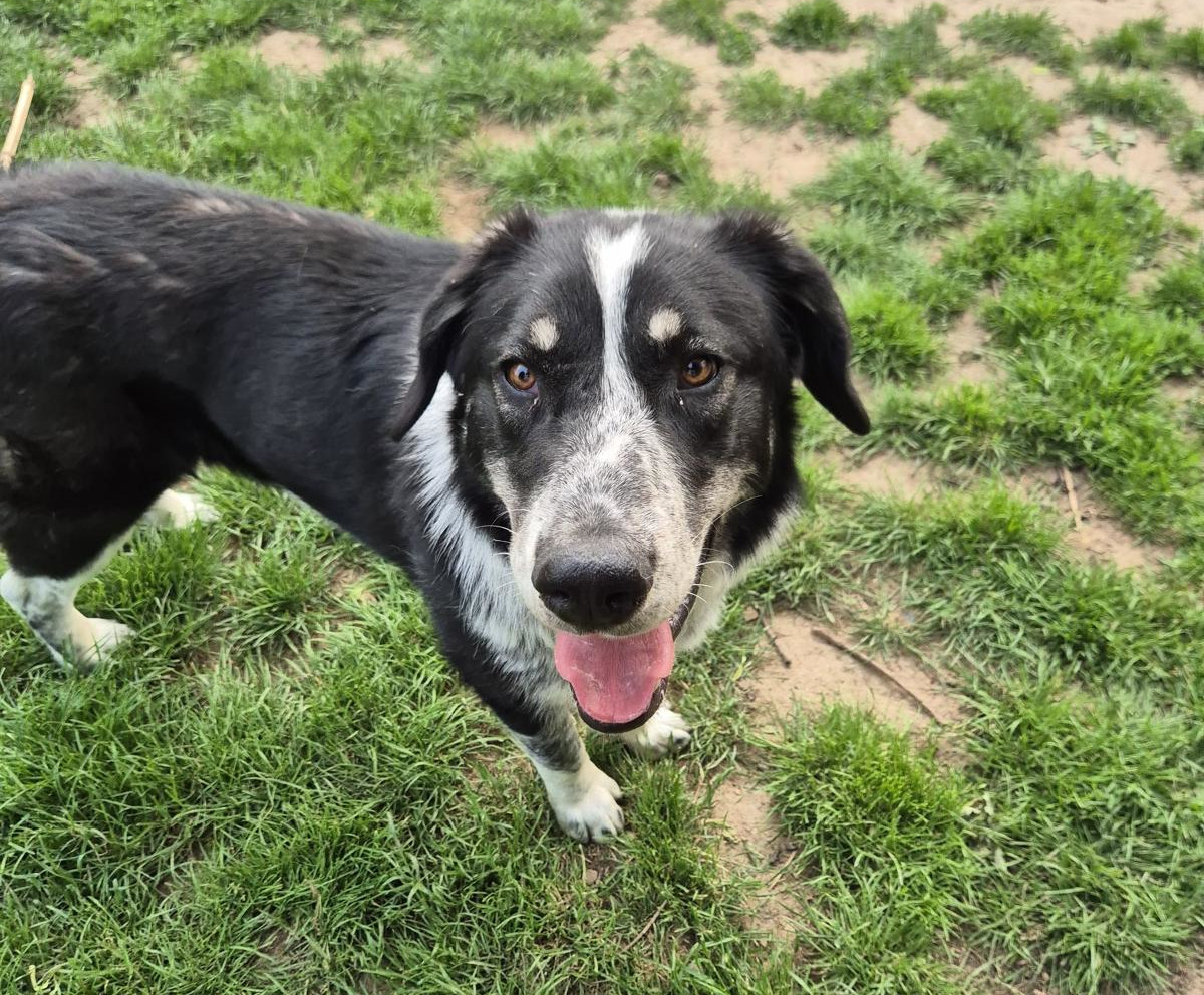 Talak Zorro Dogsavior Jun25 1