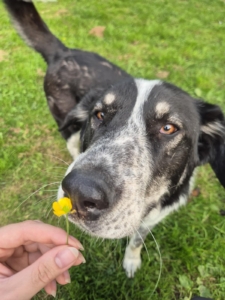 Talak Zorro Dogsavior Jun25 2