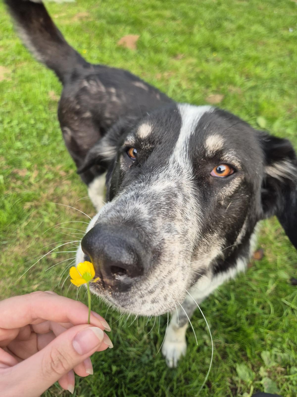 Talak Zorro Dogsavior Jun25 2