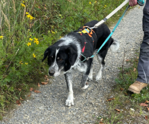 Talak Zorro Dogsavior Jun25 3