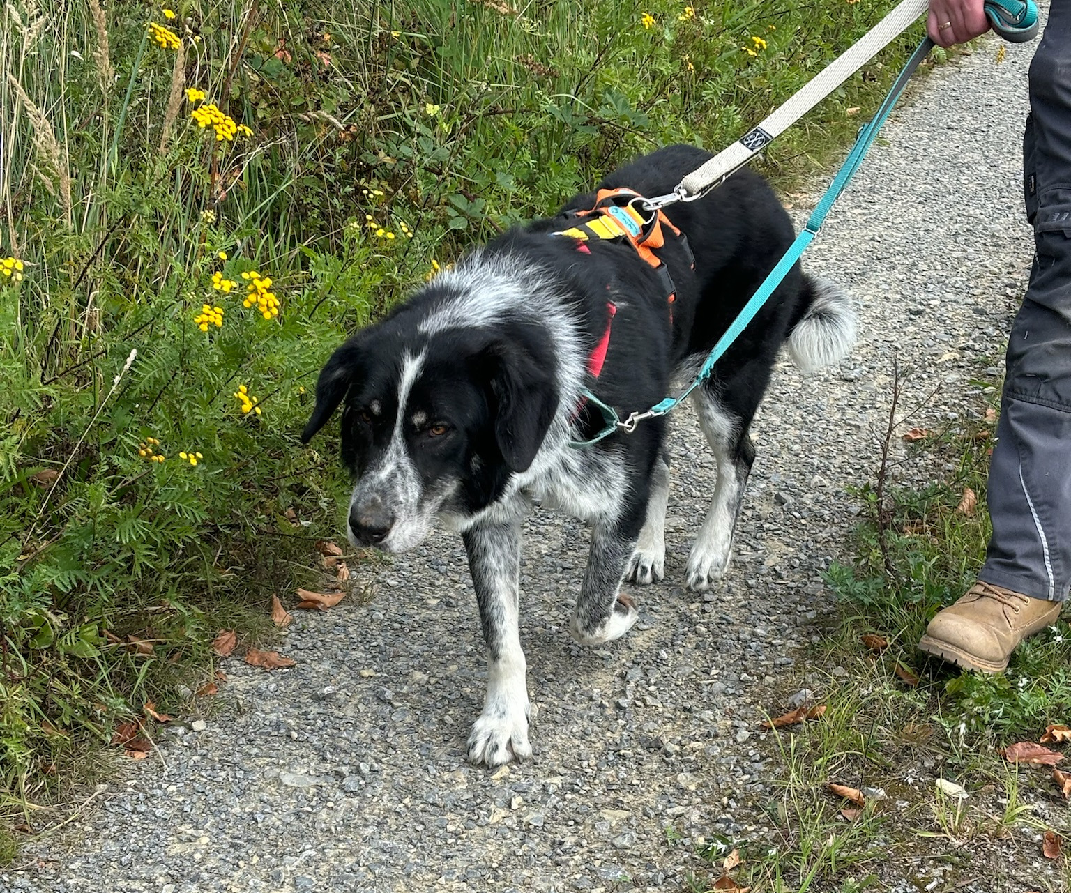 Talak Zorro Dogsavior Jun25 3