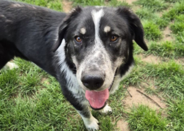 Talak Zorro Dogsavior Jun25 Beitragsbild