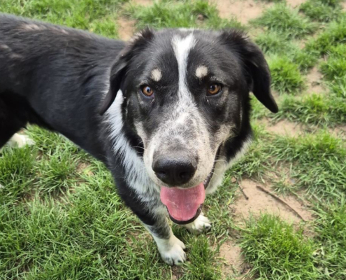 Talak Zorro Dogsavior Jun25 Beitragsbild