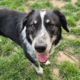 Talak Zorro Dogsavior Jun25 Beitragsbild